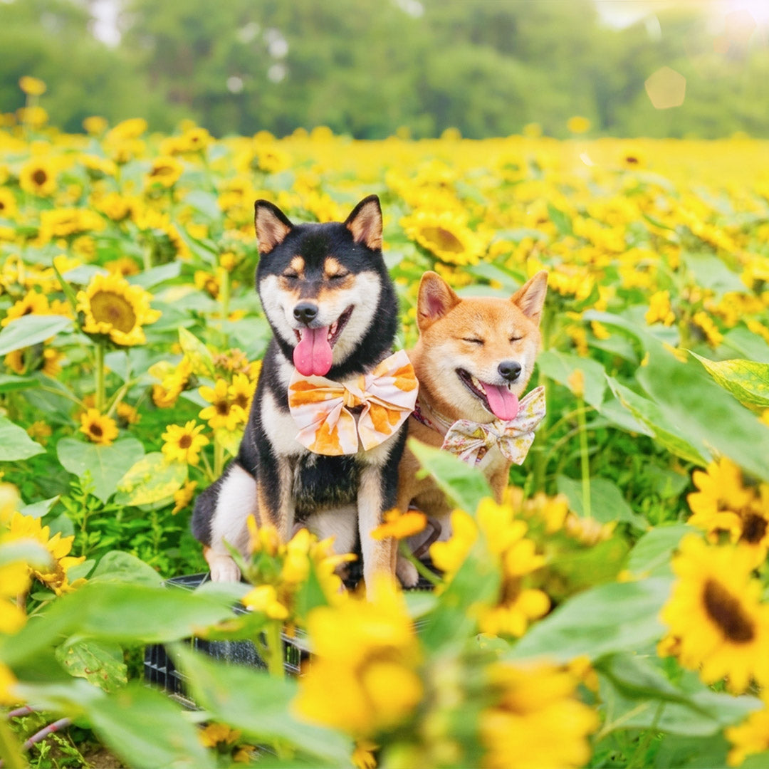 Sustainable Pet Fashion in Singapore: MMM.PET's Eco Choices