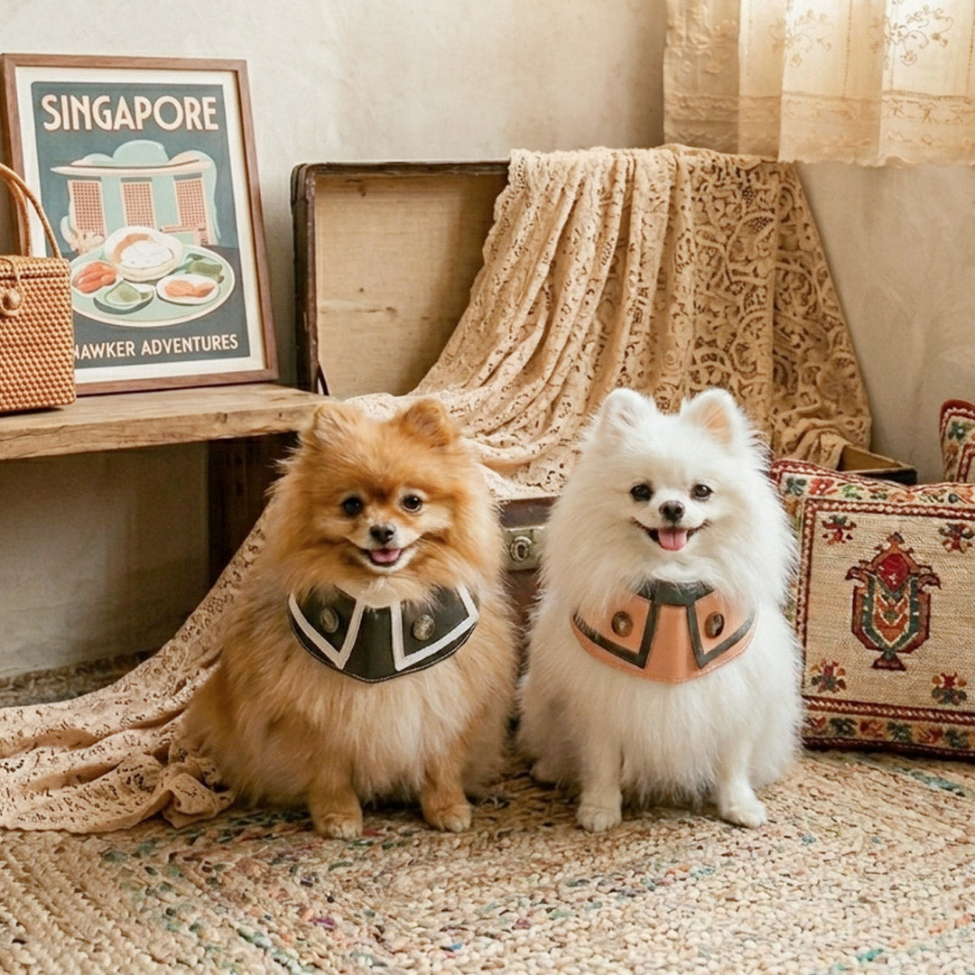 Earth-Friendly Pet Gear for Singapore Homes — MMM.PET Guide