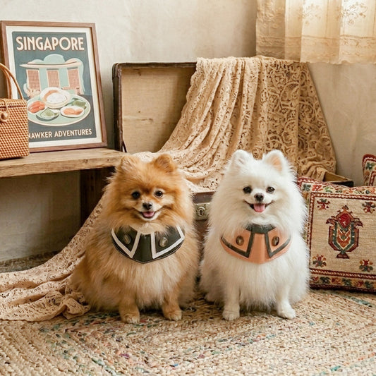 Earth-Friendly Pet Gear for Singapore Homes — MMM.PET Guide