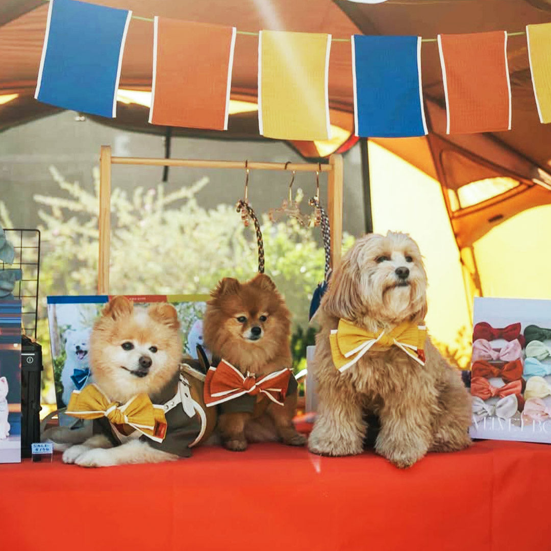 MMM.PET's Sustainable Approach to Singapore Pet Accessories