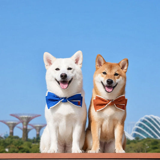Style Together: MMM.PET's Pet & Owner Matching Guide for Singapore