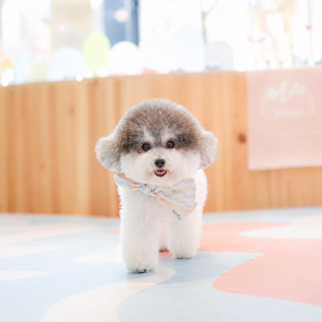 Singapore Style: Match Your Outfit with MMM.PET Accessories