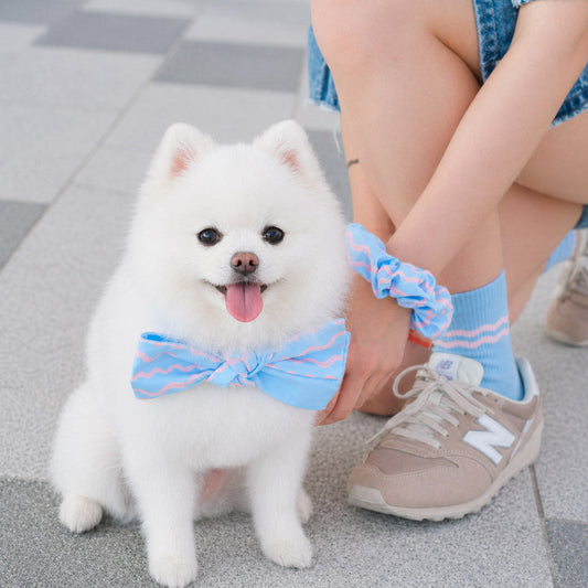Cute Duo Looks for Singapore Owners & Pets — MMM.PET Ideas