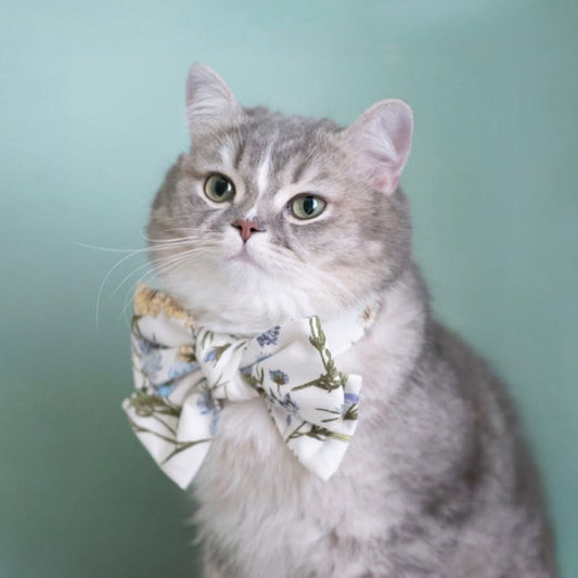 Why Singapore Pet Owners Are Choosing High-End Pet Accessories in 2026