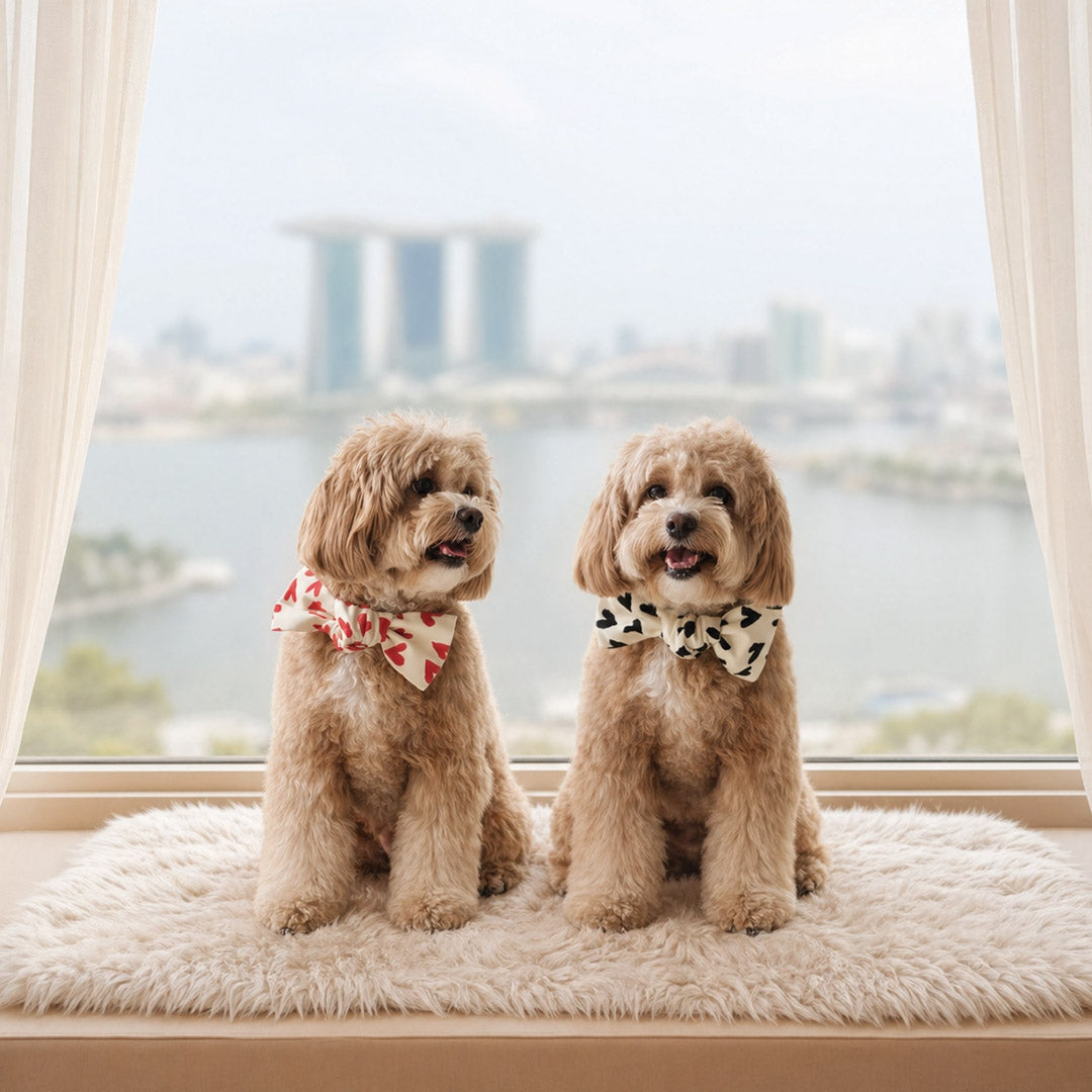 The Rising Demand for Luxury Pet Accessories Among Singapore Pet Parents