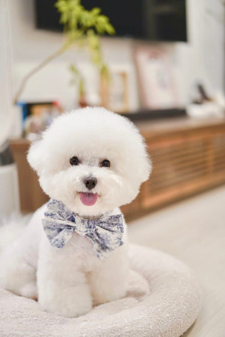 Toile De Joyu Bow Collection